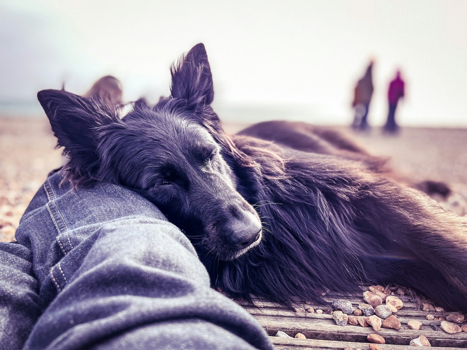What Pets in Films Teach About Companionship — Every Movie Has a Lesson